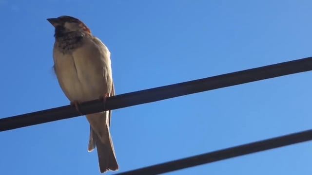 ПОЧЕМУ ПТИЦ НЕ БЬЁТ ТОКОМ НА ПРОВОДАХ с 100000 ВОЛЬТ смотреть онлайн