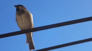 ПОЧЕМУ ПТИЦ НЕ БЬЁТ ТОКОМ НА ПРОВОДАХ с 100000 ВОЛЬТ