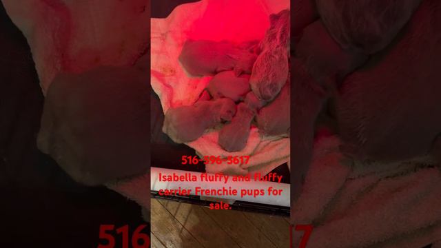 Isabella french bulldog pups for sale in NYC