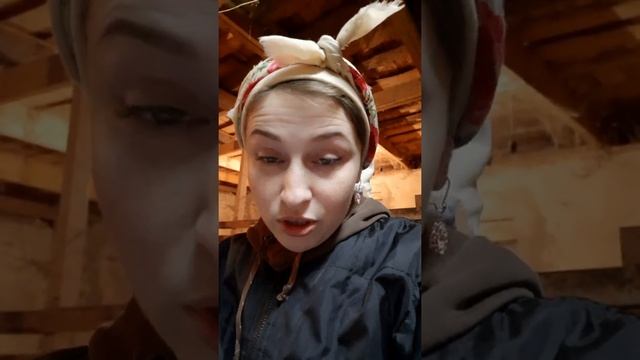 Плюсы содержания коз, в сравнении с коровами смотреть онлайн