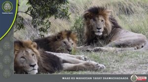 The story of SCARFACE the King of Masai Mara | Lion | Libaax | Duurjoog | wildlife.