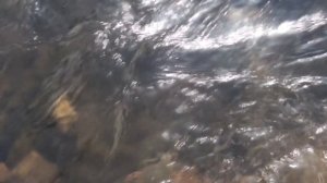 Птичка невеличка по полю летала