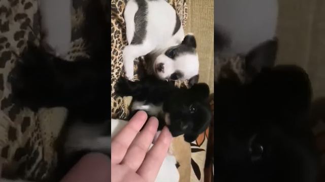 Симферополь продажа чихуахуа открыты