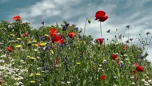 НА НЕЙТРАЛЬНОЙ ПОЛОСЕ