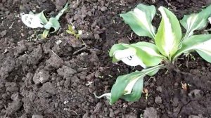 #школка #минипитомник #хосты /Как организовать мини питомник хост ( лат. hosta)