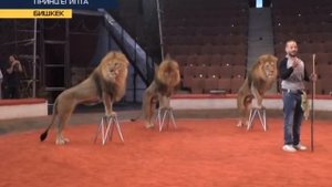 Впервые в Бишкеке Цирк-ПРИНЦ ЕГИПТА Хамада Кута