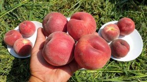 Персик Ред Робин / Peach Red Robin