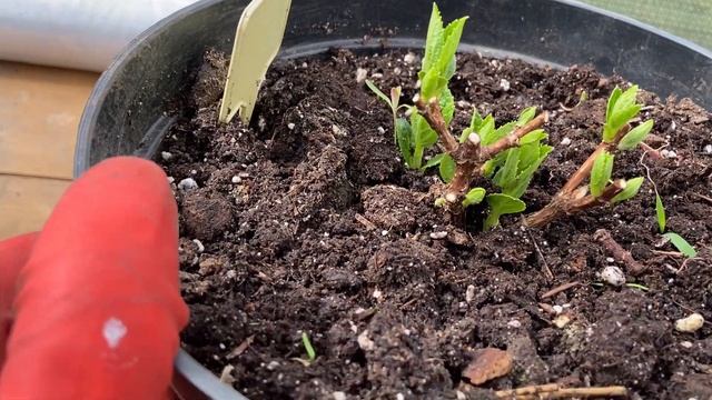 3 вида обрезки#Поулстар#метельчатаягортензия #летнийкаталог#Шалфей#Хоста#Пасконник#Эхиноцея#Тимьян
