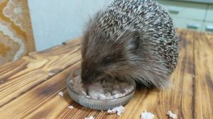 Готовимся к спячке, отчёт по ёжикам)