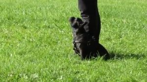 Обучения щенка французского бульдога ( урок наведения)