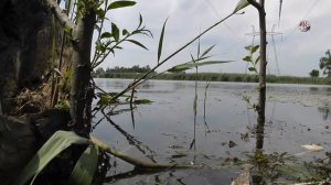 БАМБУК🐟- удочка из Детства. Именно этой бамбуковой удочкой и этим поплавком я ловил еще пацаном !