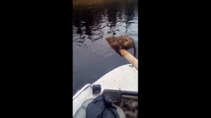 Трое в лодке, не считая куницы, или немного милоты в заказнике «Вымский» в Республике Коми.