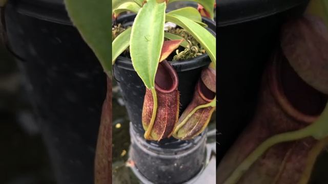 Nepenthes spathulata x dubia BE3751