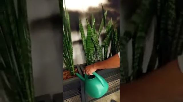 Como irrigar plantas em vasos e jardineiras