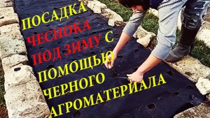 Посадка чеснока под зиму в каменные грядки и мульчирование черным агроматериалом. Озимый чеснок.
