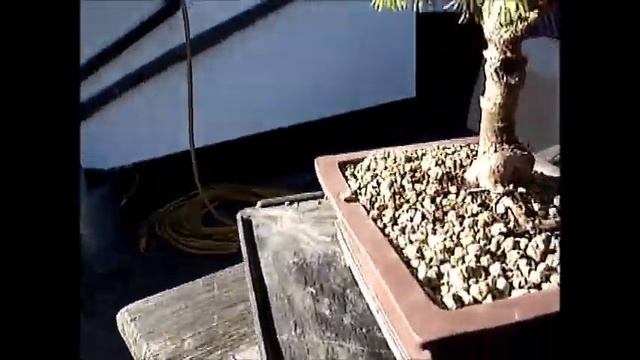 ?? Bonsai A Nursery Plant - Spruce Picea Glauca - How To Make A Bonsai Tree From Nursery Stock