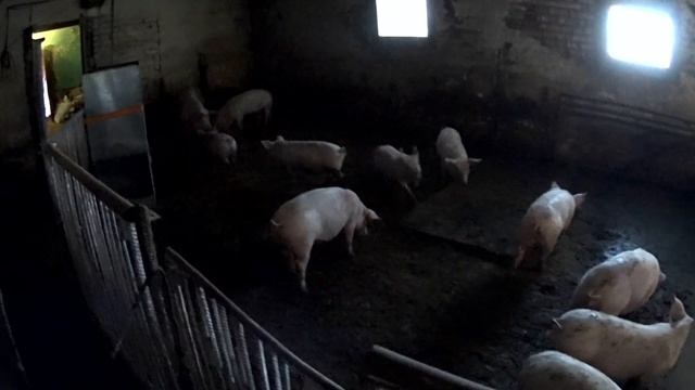 РАССАДИЛ ПОРОСЯТ  ВЫЯВЛЕНИЕ ЛИДЕРСТВА В СВИНАРНИКЕ смотреть онлайн