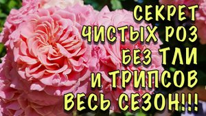 НА МОИХ РОЗАХ НЕ БЫВАЕТ ТЛИ и ТРИПСОВ! Делайте ТАК ЖЕ и ВЫ НАВСЕГДА избавитесь от ЭТИХ ВРЕДИТЕЛЕЙ!