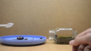 Как сделать вечный террариум в банке?