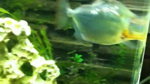 рыба-доллар