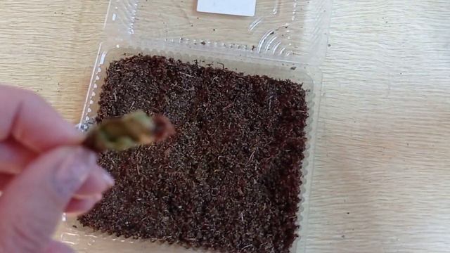Декоративнолиственная бегония, собираем семена.