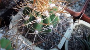 ЯДОВИТЫЕ комнатные растения! Будьте Осторожны! Популярные и опасные растения.