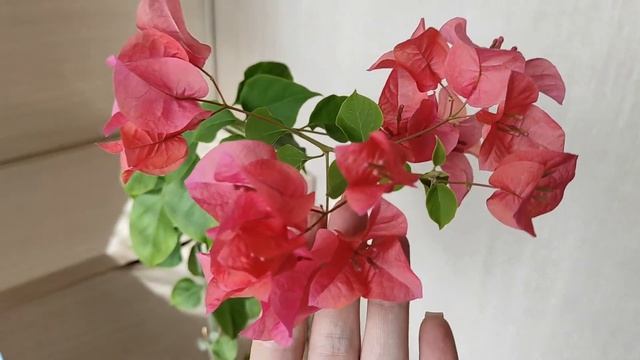 БУГЕНВИЛЛИЯ. Развитие цветоноса за 16 дней. НОВИНКИ. #бугенвиллия смотреть онлайн