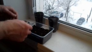 Белая акация из семян. Прошло полтора месяца .