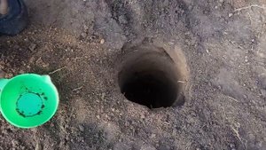 Посадочная яма для фундука. Фундук Трапезунд.