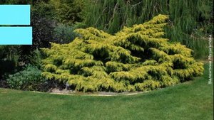 ❀ Можжевельник в дизайне сада: разновидности, особенности расположения