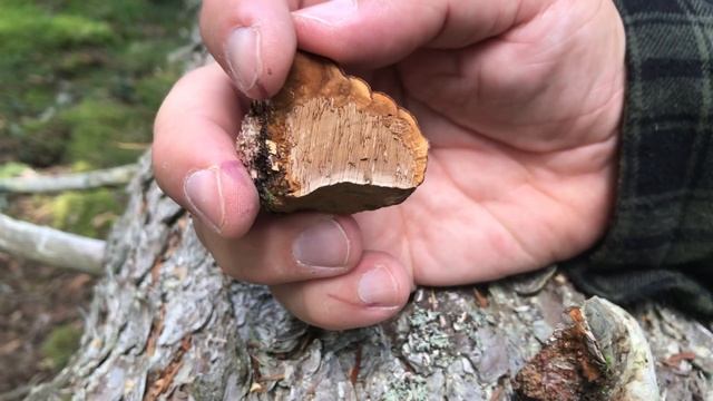 Il fungo dell’esca: un lignicolo molto comune смотреть онлайн