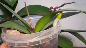 Селитра каливая или монокалий  фосфат?Для чего?