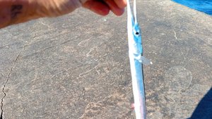 Сарган пошёл!!! Рыбалка в Крыму Ялта.