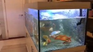 Первый аквариумный завод Аквариум на 1000 + литров для карпов кои