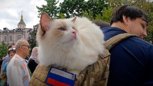 Котик на выставке ретро автомобилей в Москве