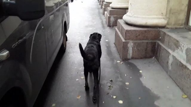 Жил Был Кинолог Моя Жизнь Кино Музей Псов смотреть онлайн