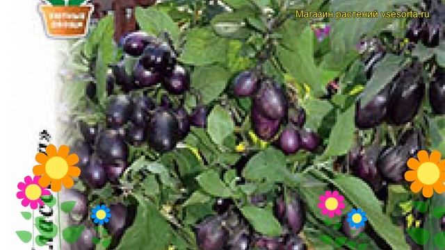 Баклажан Патио Блу F1. Краткий обзор, описание характеристик, где купить семена solanum melongena смотреть онлайн