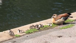 Panasonic HC-VX1  4K UHD Test June 2020