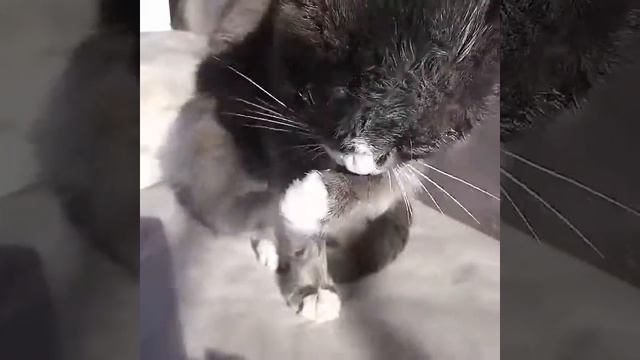 Наюта ,как лечила кота с помощью соли и мыла Наюта! День 4 ый. смотреть онлайн