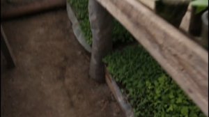 Хризантема. 2020.  Укоренение черенков хризантемы.