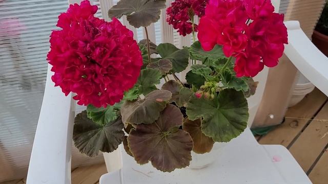 Hope J.P. Bartlett смотреть онлайн