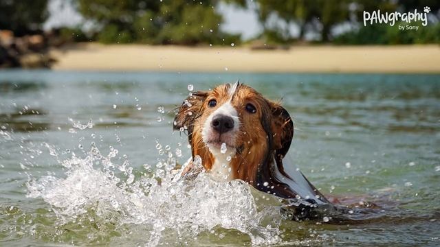 Outdoor tips and tricks | Alpha 7C | Pawgraphy by Sony смотреть онлайн