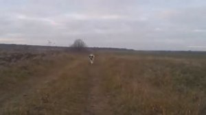 Московская сторожевая