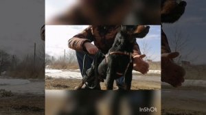Вязка Ягдтерьеров Турбо Ларс-Майра(Жиган-Зола)