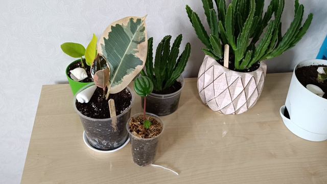 Обзор цветочных новинок 



#комнатныецветы #растения #цветочноехобби #цветы
