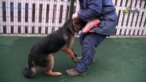 Команда Дай