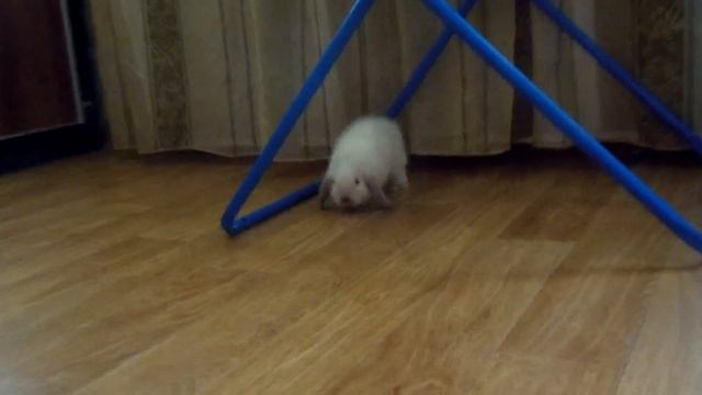 У нас новый питомец! Карликовый вислоухий кролик, Стэлла! смотреть онлайн