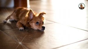 Советы от бабы Нины - Где живет домовой в доме? Что нужно делать при переезде в новый дом?