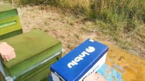 ЛЕЧЕНИЕ ПЧЁЛ ОТ ОПАСНОЙ БОЛЕЗНИ