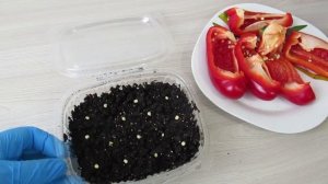 Как выбрать и когда сеять перец из магазина на рассаду #перец#посевсемянперца#огород#ютуб